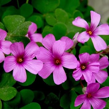 Heirloom Oxalis Flower Seeds – Non-GMO Seeds for Planting Vibrant and Hardy Garden Blooms - Oxalis for planting in home garden